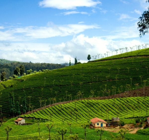Coonoor Height From Sea Level – Elevation, Climate, Geography & Travel Guide